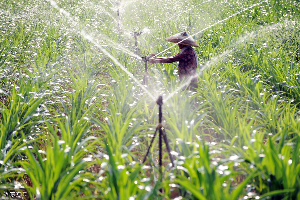 玉米干旱期怎样补水,玉米开花干旱怎么浇水