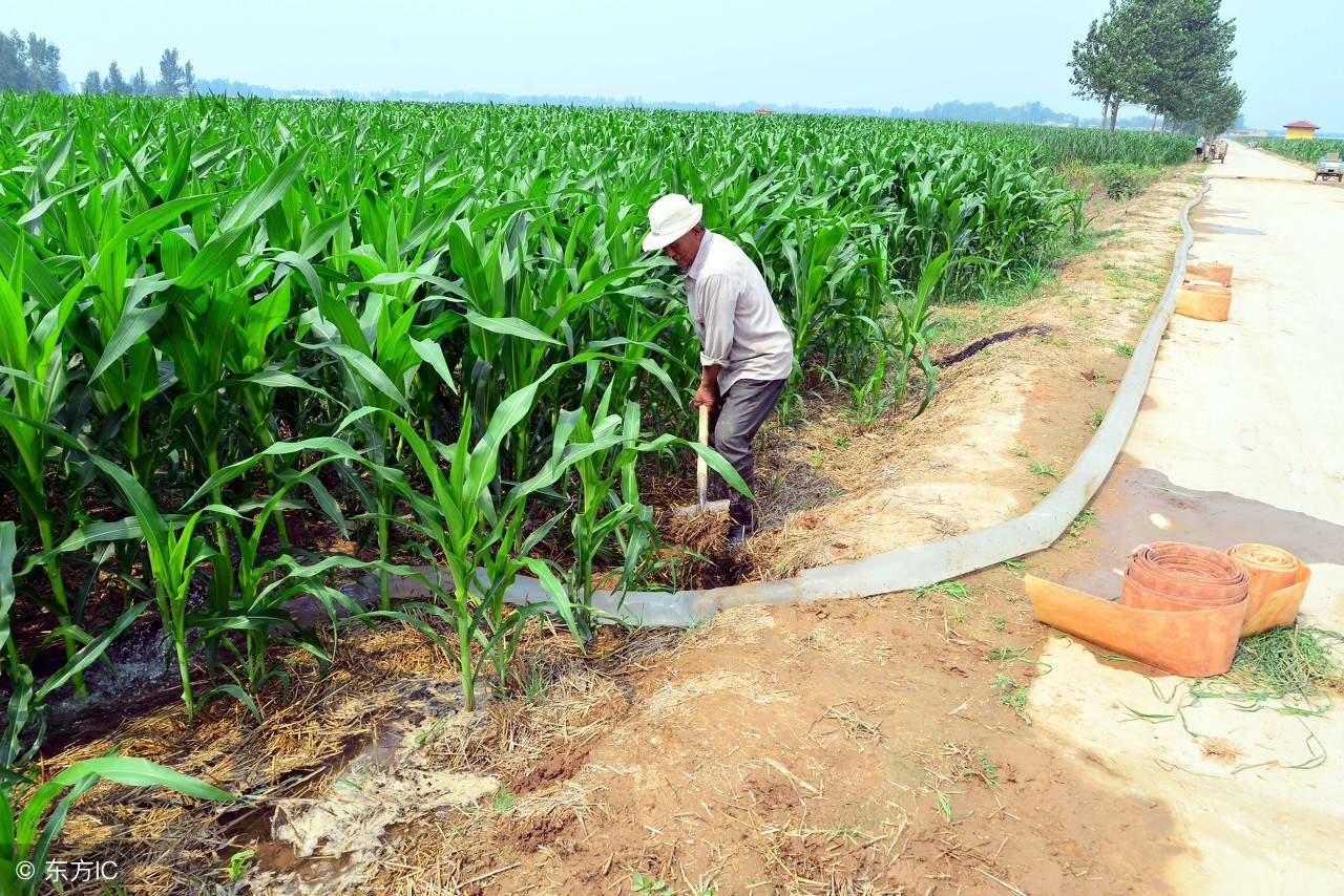 玉米干旱期怎样补水,玉米开花干旱怎么浇水