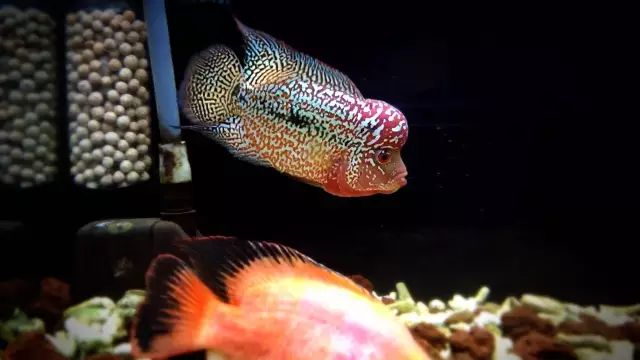 养罗威纳多久能听话,养罗氏虾两个月的视频