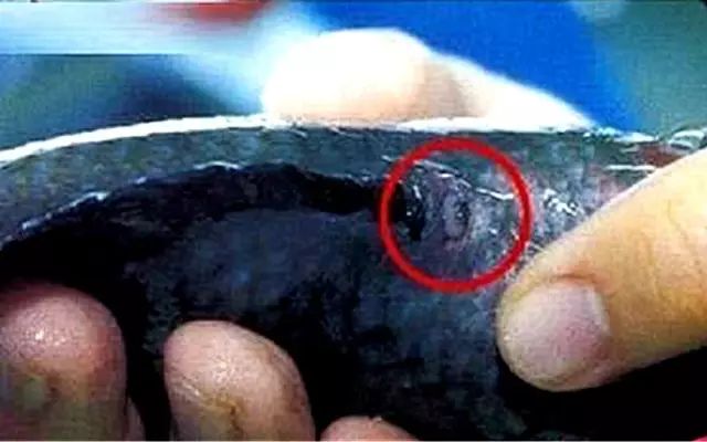 养罗威纳多久能听话,养罗氏虾两个月的视频