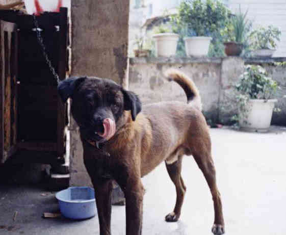 小型中华田园犬品种大全带图片,中华田园犬小花狗是什么品种