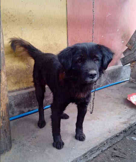 小型中华田园犬品种大全带图片,中华田园犬小花狗是什么品种