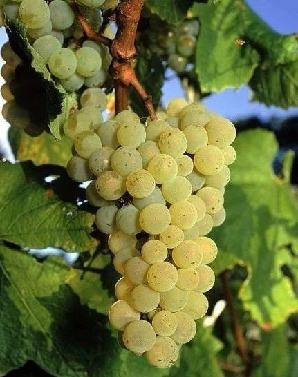 红酒供销网,中国红酒有机葡萄