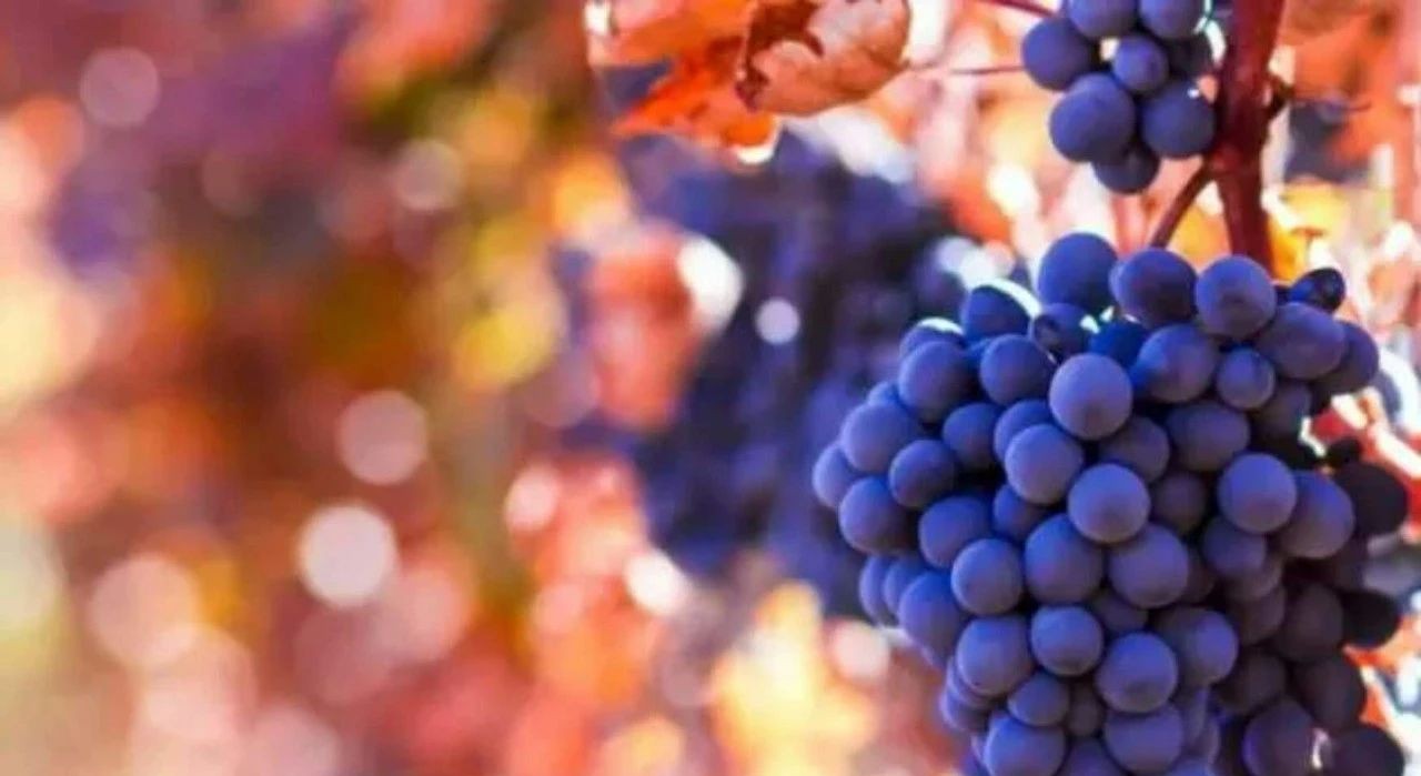 红酒供销网,中国红酒有机葡萄