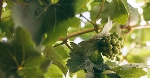 红酒供销网,中国红酒有机葡萄