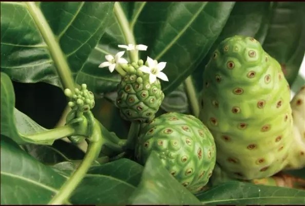 干诺丽果有营养成分吗,诺丽果的神奇功效