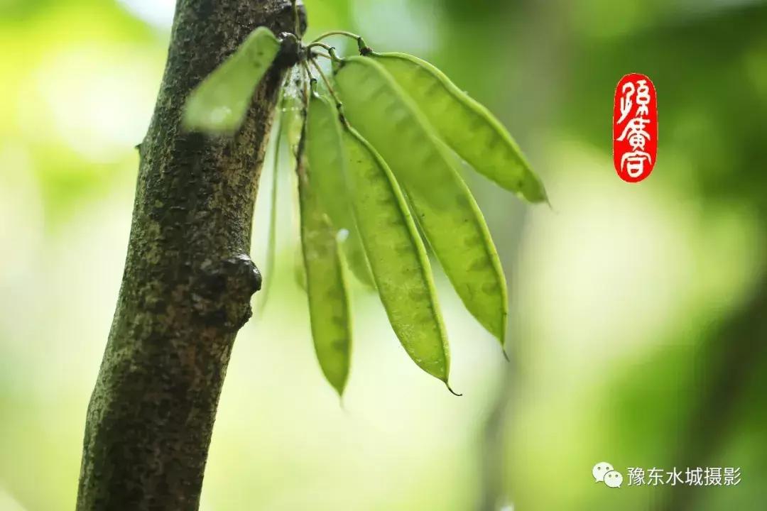 豫东水城摄影——老子故里鹿邑人文自然百科（五）