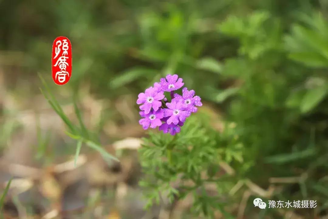 豫东水城摄影——老子故里鹿邑人文自然百科（五）