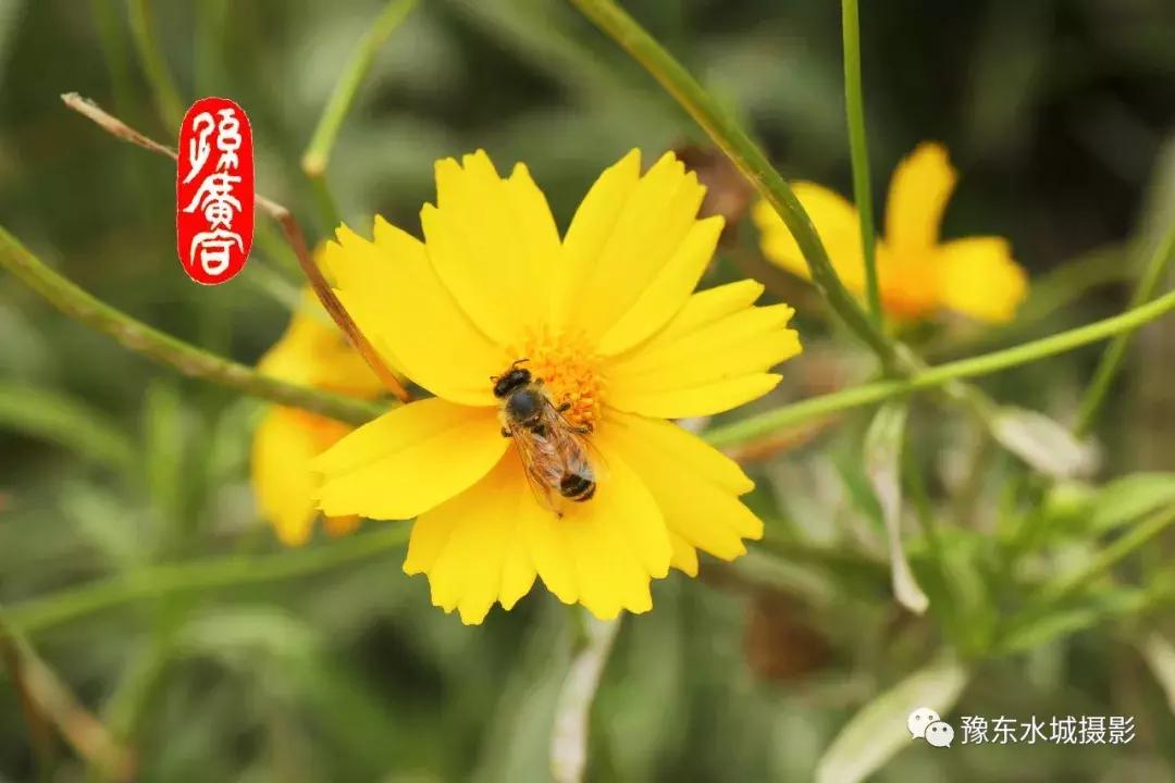 豫东水城摄影——老子故里鹿邑人文自然百科（五）