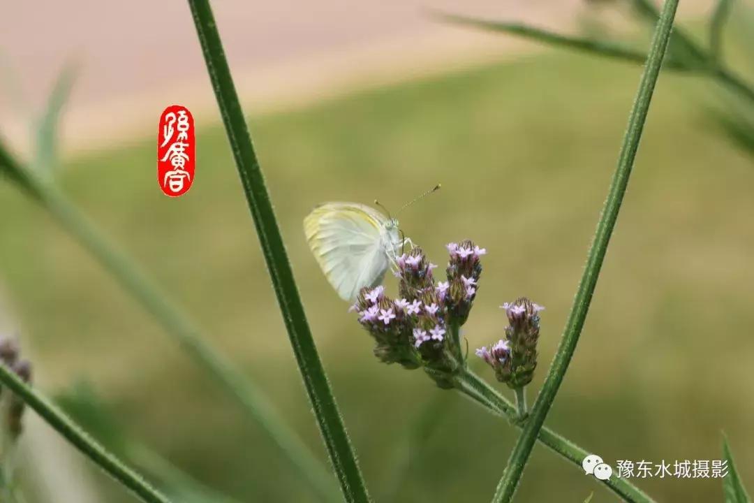 豫东水城摄影——老子故里鹿邑人文自然百科（五）