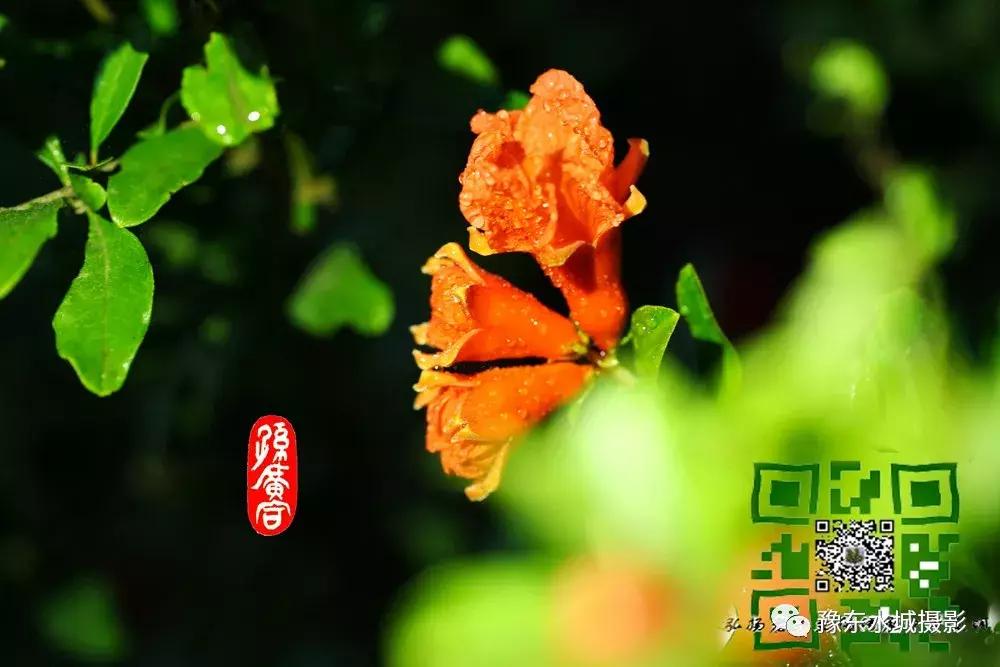 豫东水城摄影——老子故里鹿邑人文自然百科（五）