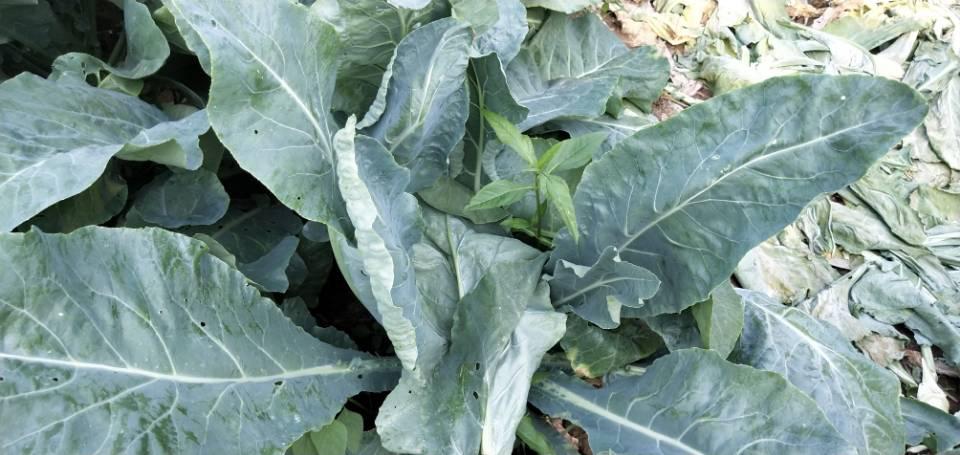 大爷打工帮儿子还债,农村大爷给儿子还贷款