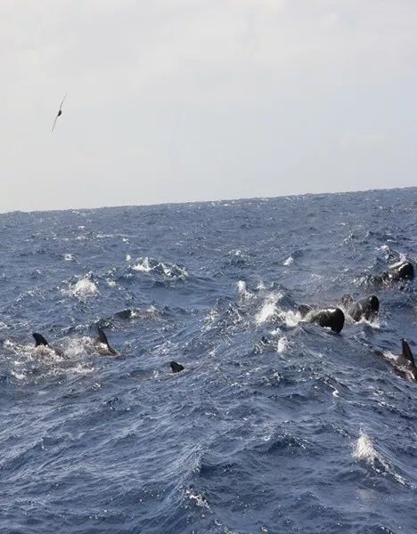 遇海盗咋办,淡水从哪来,风浪中如何定点作业……科考船这些冷知识你了解吗