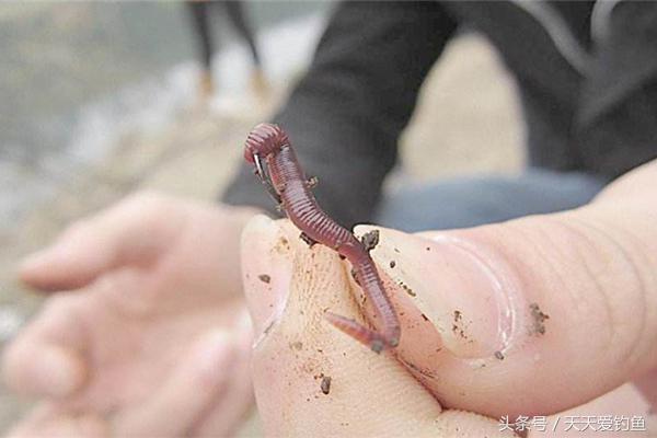 红虫蚯蚓颗粒散炮开饵及挂钩方法,串钩钓黄辣丁蚯蚓挂钩的正确方法