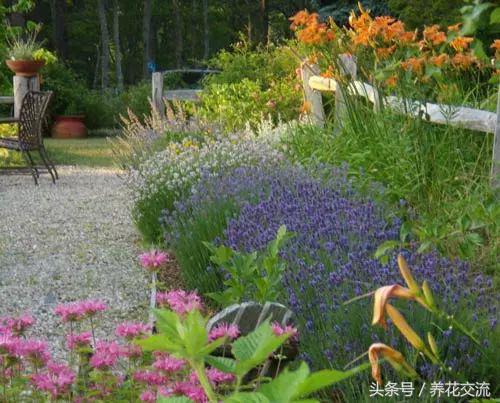 驱蚊效果最好的植物,院子里种什么植物可以驱蚊