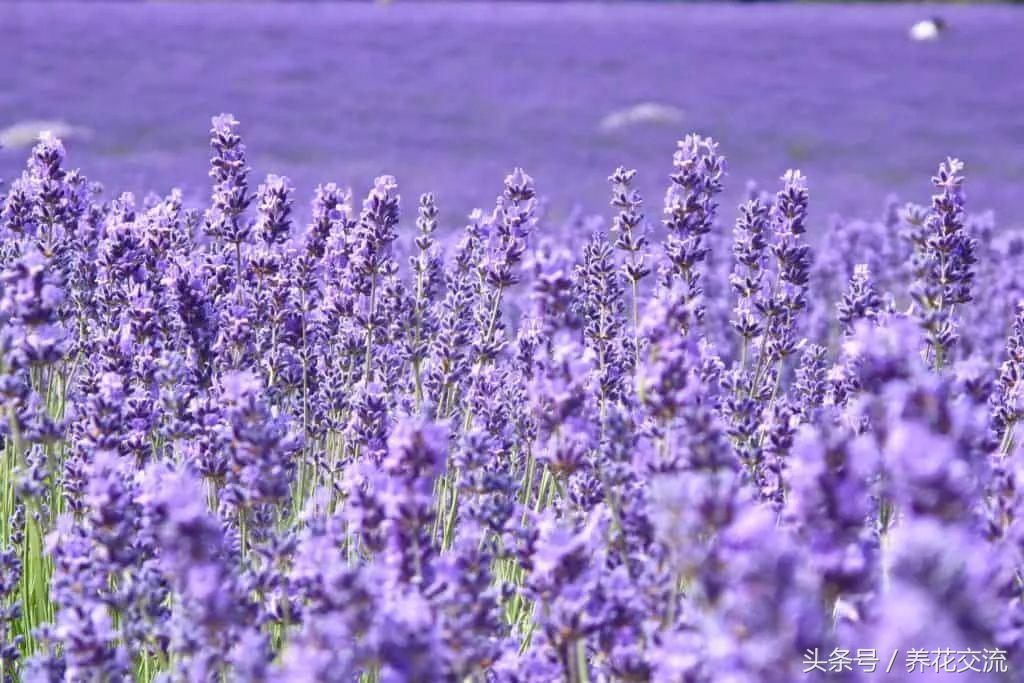 驱蚊效果最好的植物,院子里种什么植物可以驱蚊