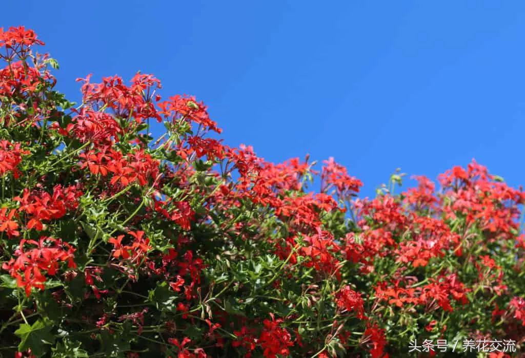 驱蚊效果最好的植物,院子里种什么植物可以驱蚊