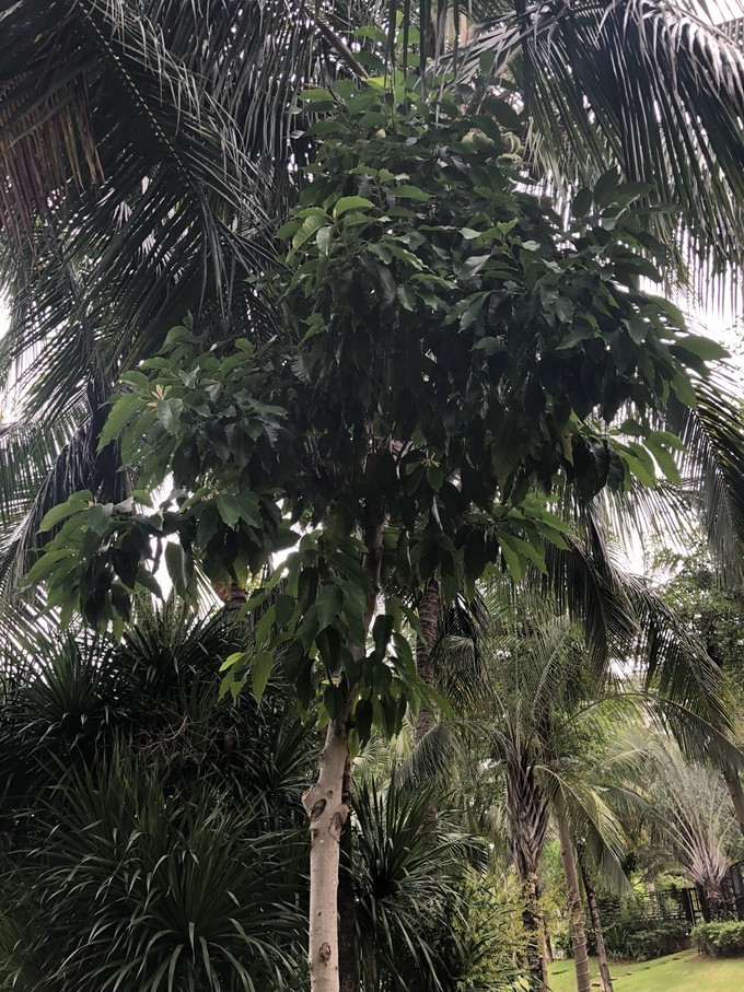 带你到三亚感受不一样的美食美景,三亚之行怎能错过这些美食和美景