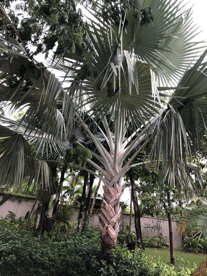 带你到三亚感受不一样的美食美景,三亚之行怎能错过这些美食和美景