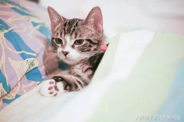 扬州市小升初的流程 (扬州小升初报名时间过了怎么办)