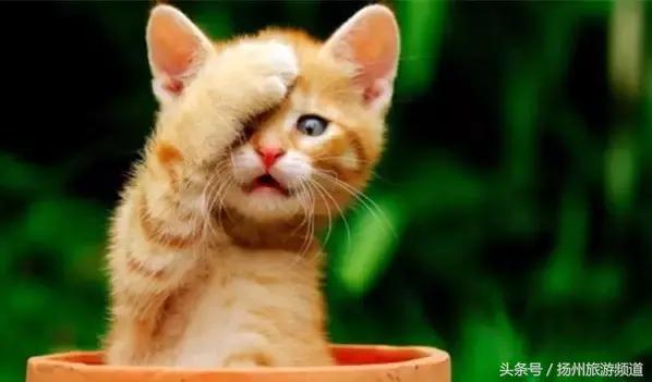 扬州市小升初的流程 (扬州小升初报名时间过了怎么办)