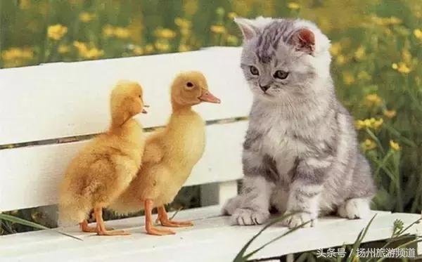 扬州市小升初的流程 (扬州小升初报名时间过了怎么办)