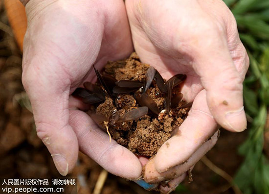 靠谱的白蚁危害排查方法,白蚁三种克星