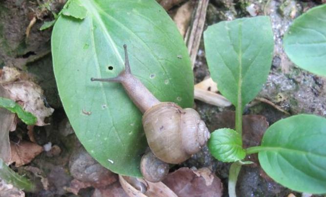 蜗牛对蔬菜有什么危害怎样防治,怎样治菜地里的蜗牛