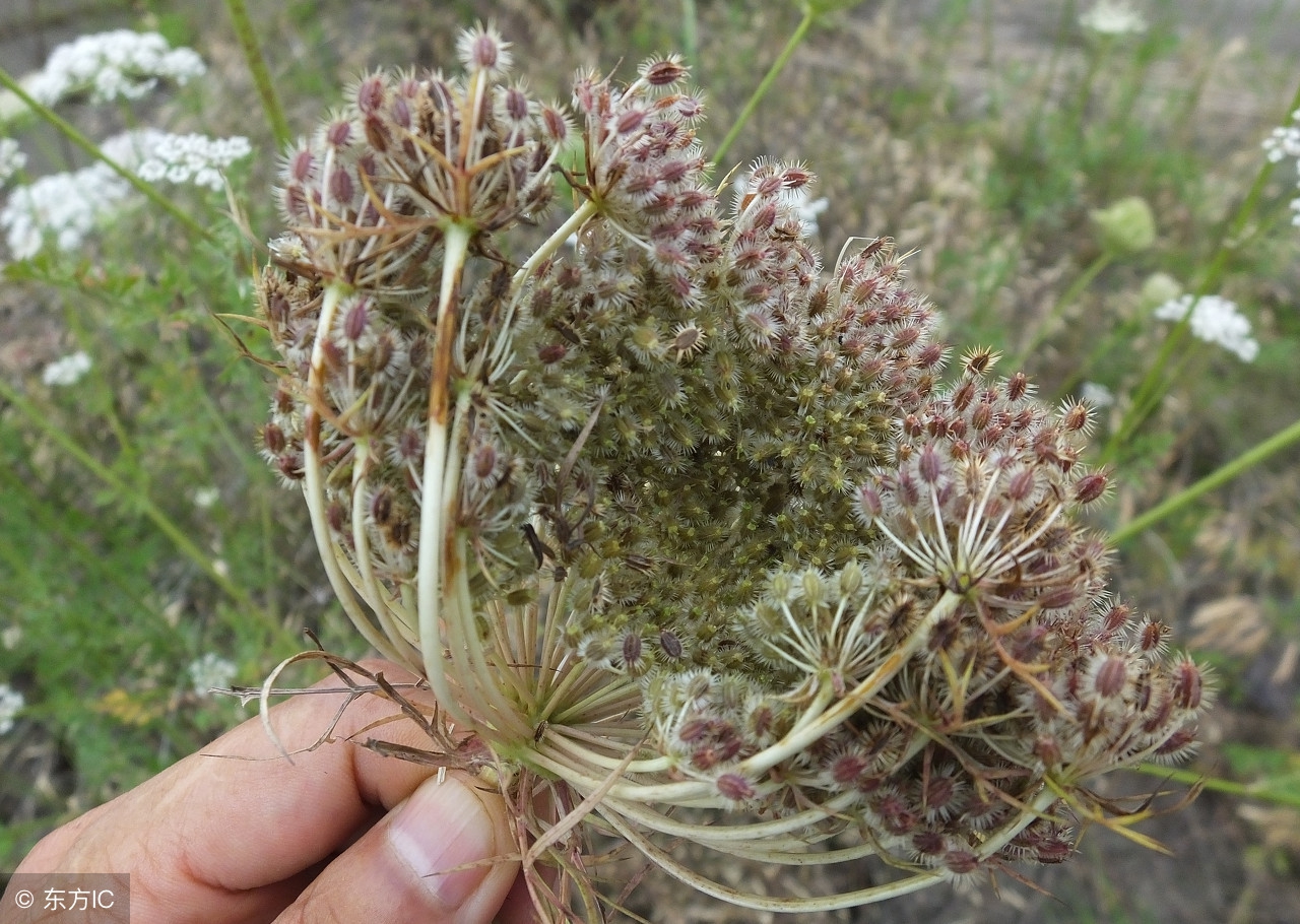 蛇床子怎么使用祛湿气,蛇床子治湿吗