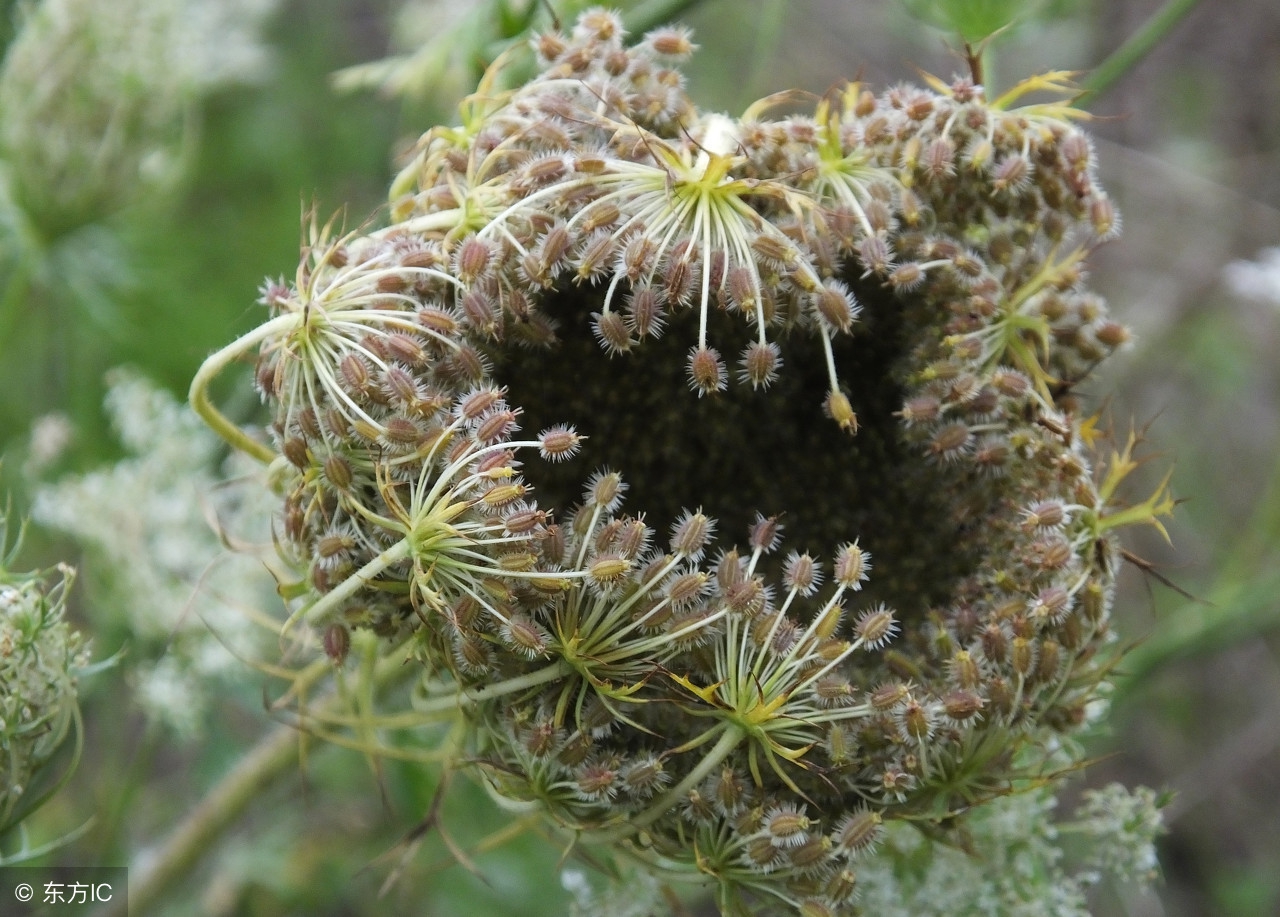 蛇床子怎么使用祛湿气,蛇床子治湿吗