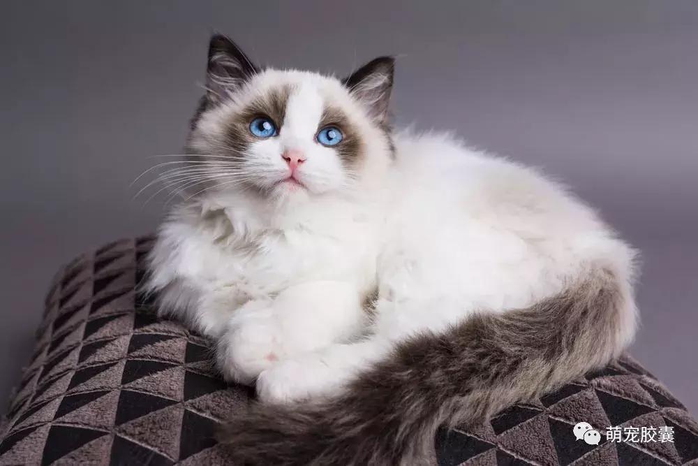 美丽优雅的仙女猫布偶猫,布偶猫仙女布偶