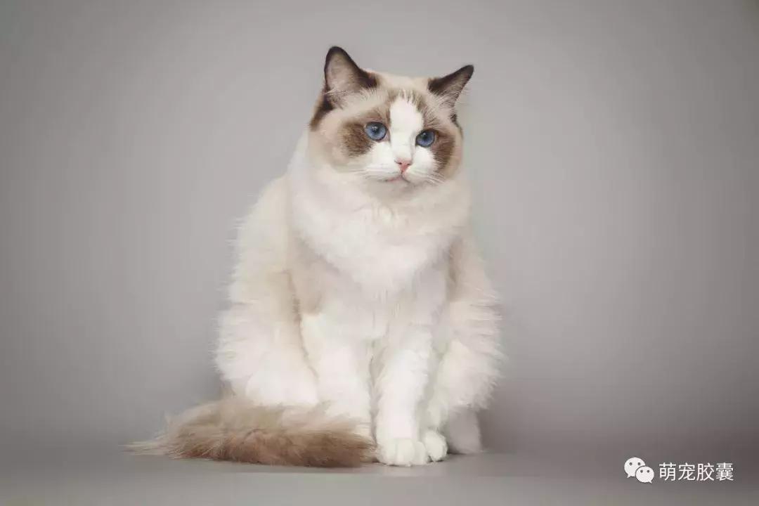 美丽优雅的仙女猫布偶猫,布偶猫仙女布偶