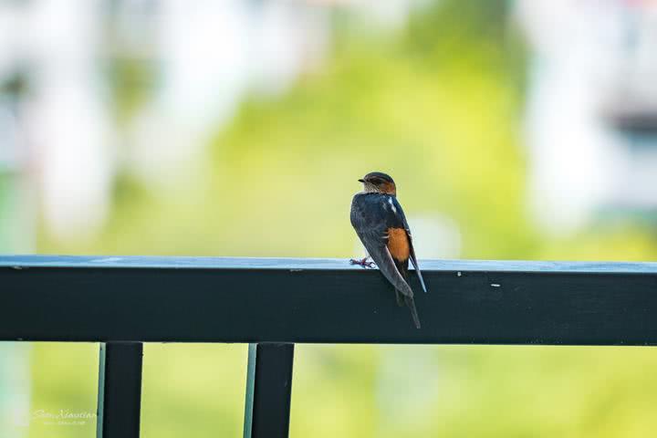 徽州古城内最好的酒店,徽州最好看的酒店