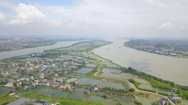 日式吃生鱼片是什么感受,日本料理中常见的生鱼片有哪些