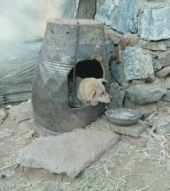 小土狗怎么熟悉狗窝,盘点农村狗狗的小窝