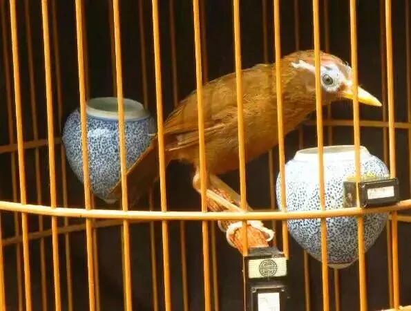 画眉鸟天气冷怎么保养,画眉鸟什么天气最好养护