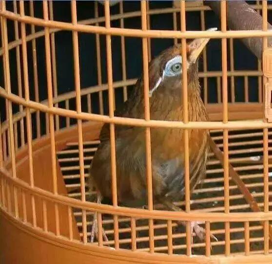 画眉鸟天气冷怎么保养,画眉鸟什么天气最好养护