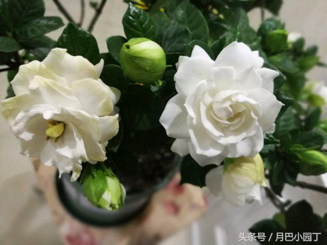 雀舌栀子花叶子发黄怎么回事,栀子花黄叶浇雪碧