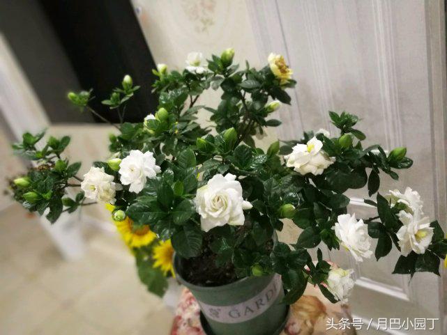 雀舌栀子花叶子发黄怎么回事,栀子花黄叶浇雪碧