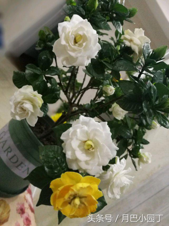 雀舌栀子花叶子发黄怎么回事,栀子花黄叶浇雪碧