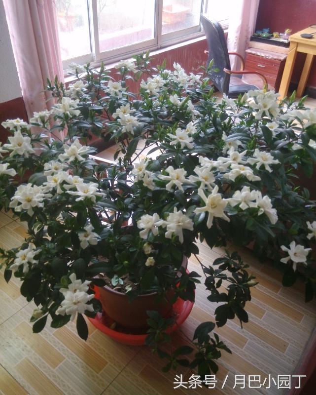 雀舌栀子花叶子发黄怎么回事,栀子花黄叶浇雪碧