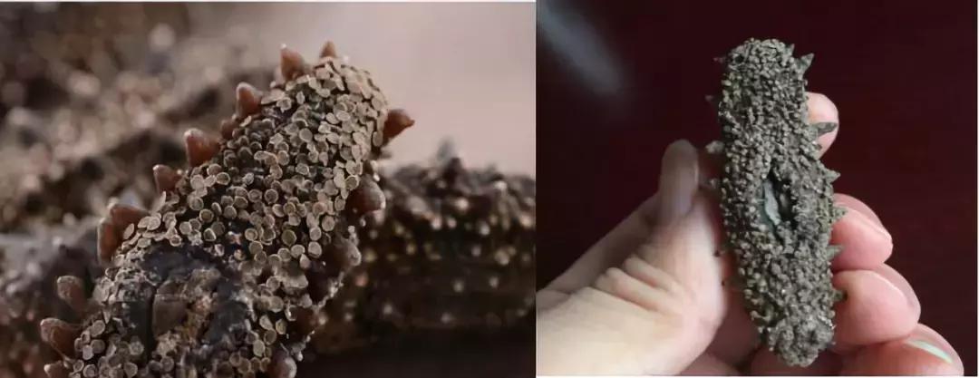 海参原产地视频素材,哪里产地的海参最好