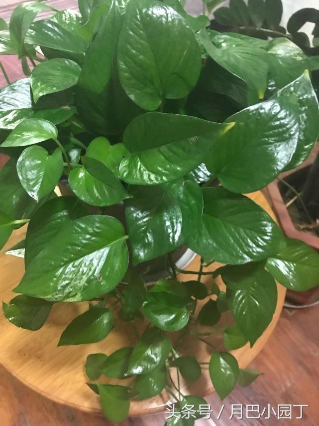 绿萝喂什么绿油油,绿萝的饲养方法及图片