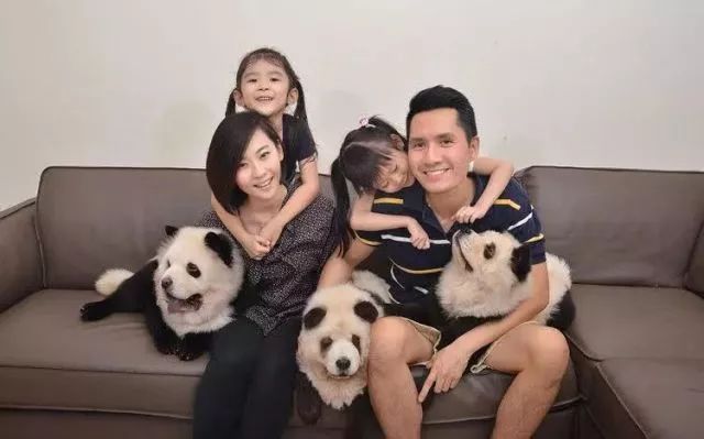 各国网友吐槽美国养大熊猫,国外养熊猫有多受欢迎