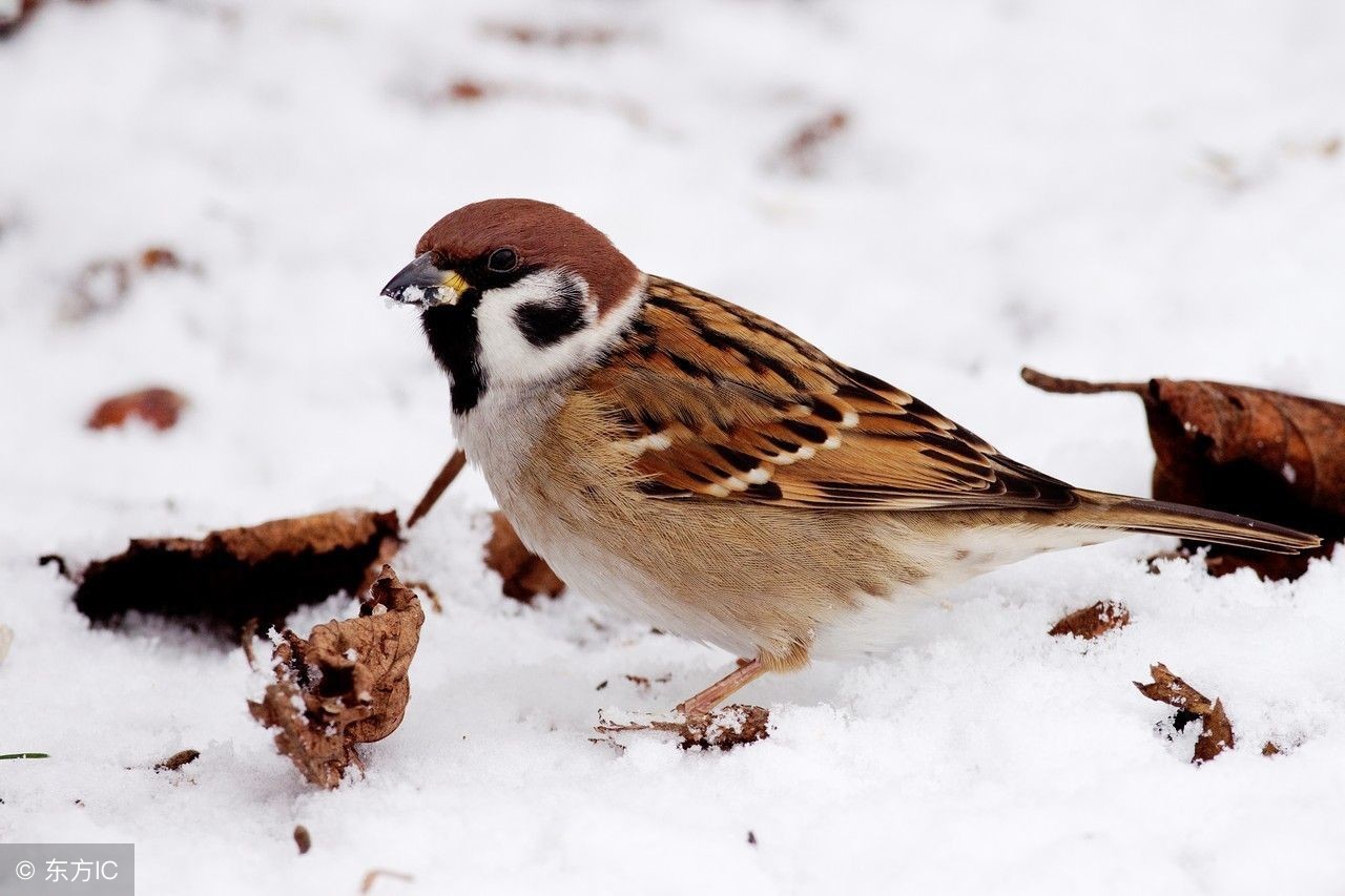 怀孕期间不能吃的食物汇总表,怀孕初期不能吃的菜有哪些