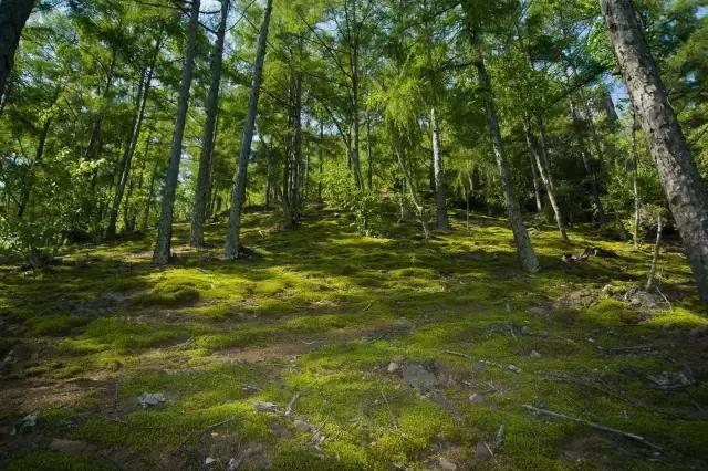 龙江盛夏避暑图片,黑龙江最美十大避暑胜地
