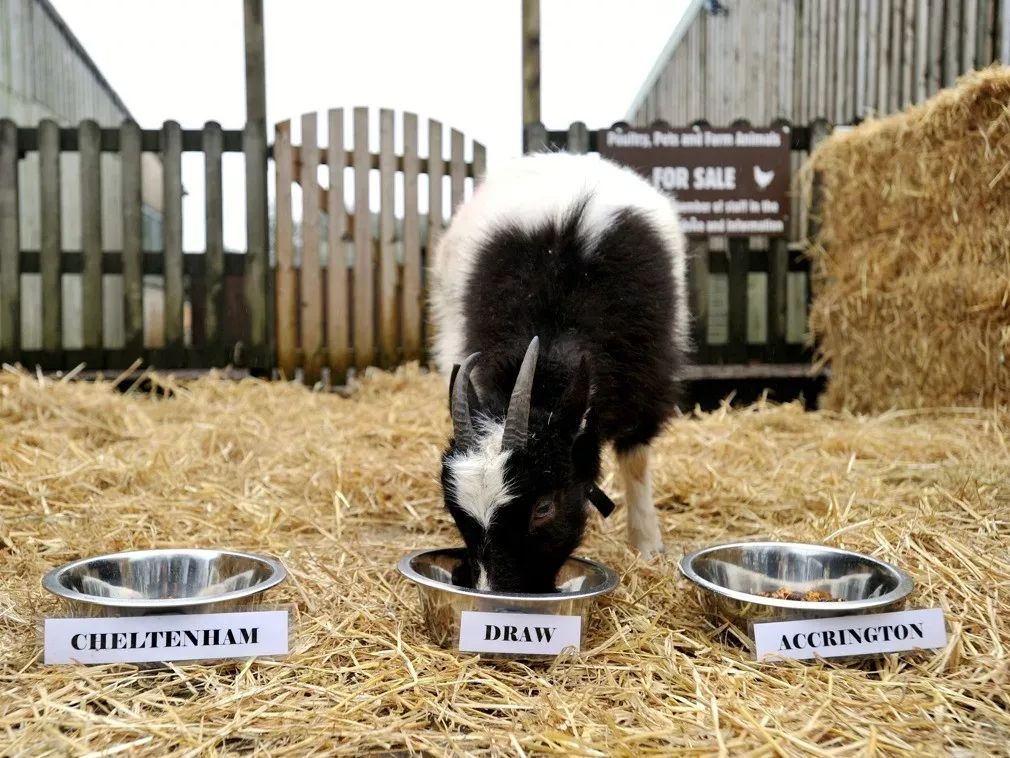 棰勮█甯濈殑涓嬪満鐭ヤ箮,棰勮█甯濅箤楦﹀槾
