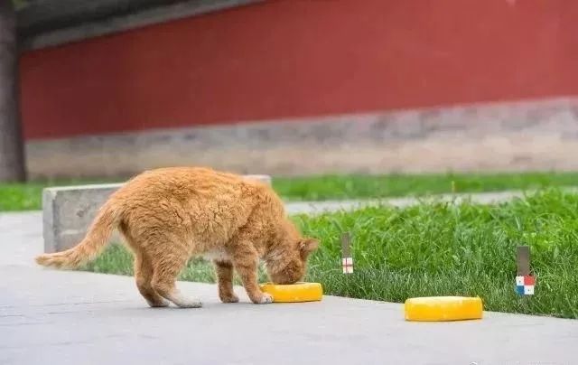 棰勮█甯濈殑涓嬪満鐭ヤ箮,棰勮█甯濅箤楦﹀槾