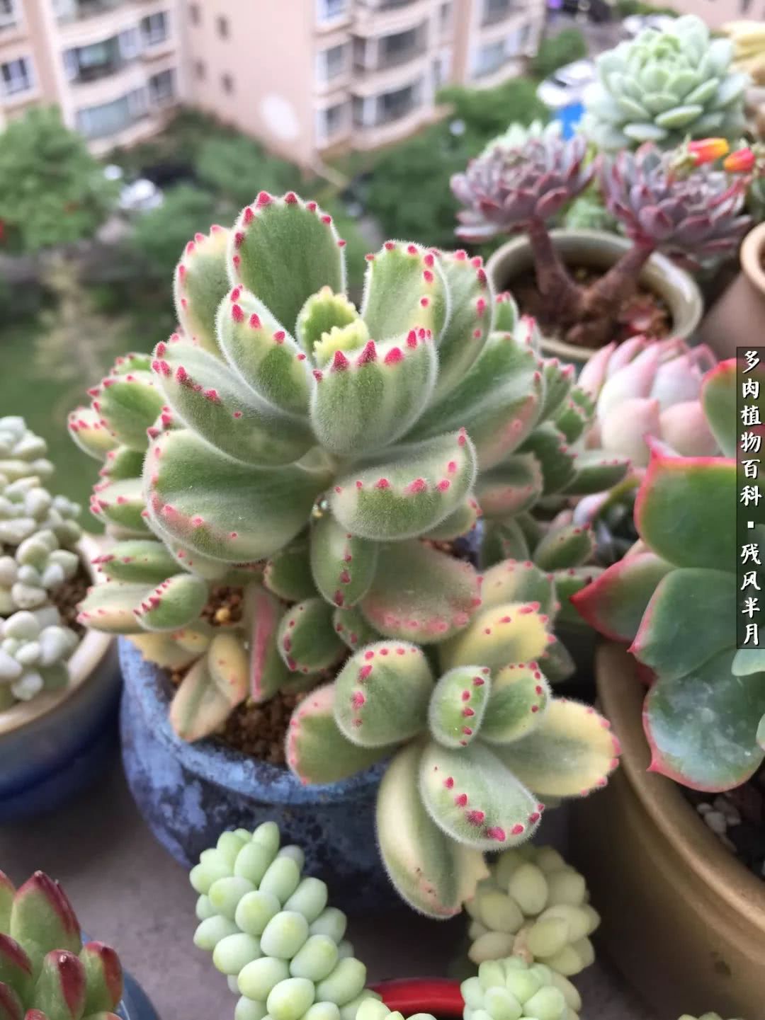 在多肉中治愈生活,养多肉生活中的快乐源泉