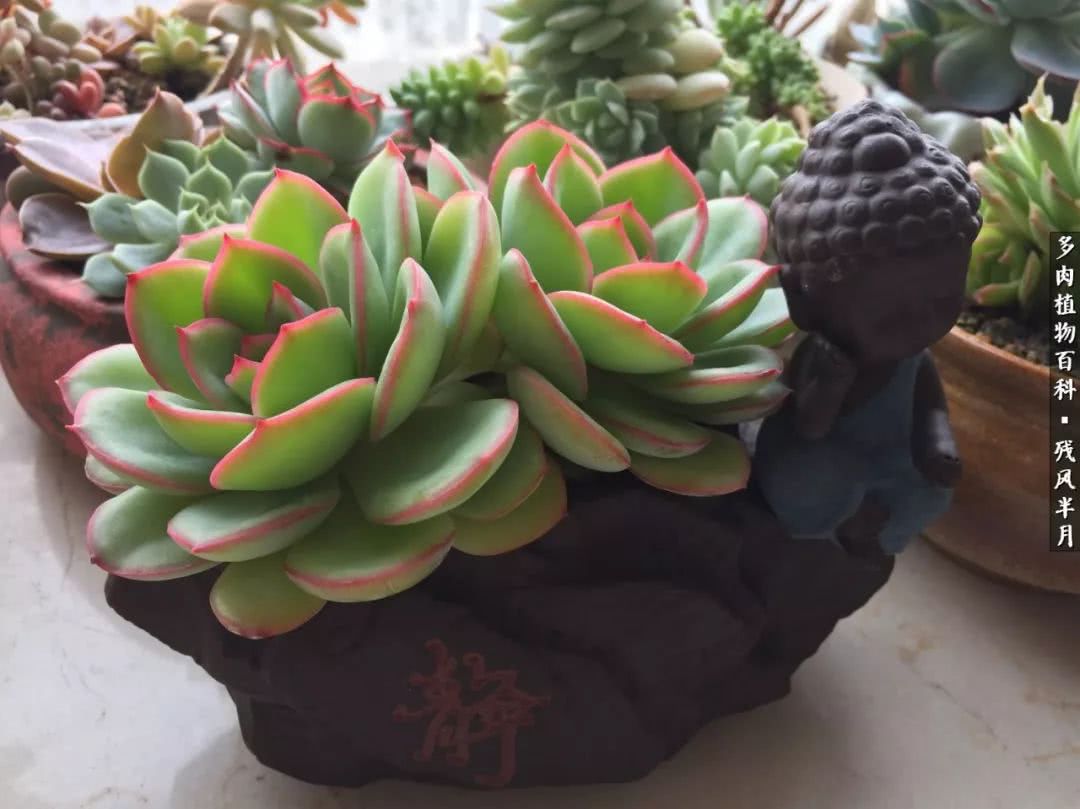 在多肉中治愈生活,养多肉生活中的快乐源泉